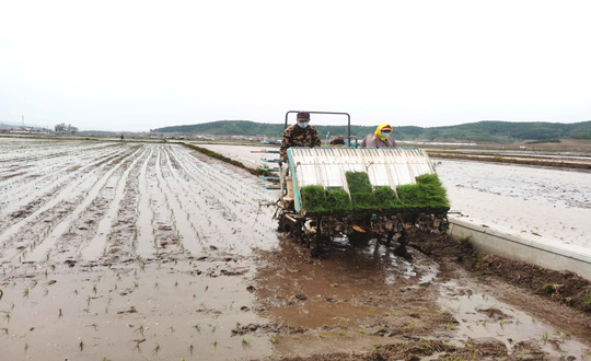 14 suncitygroup太阳集团农业水稻插秧现场_副本.png